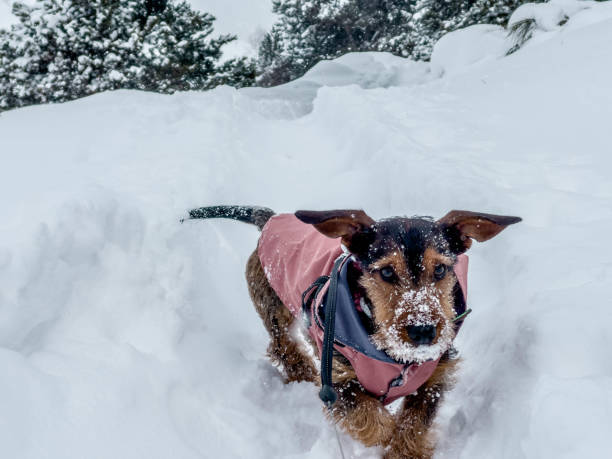 froid et chien