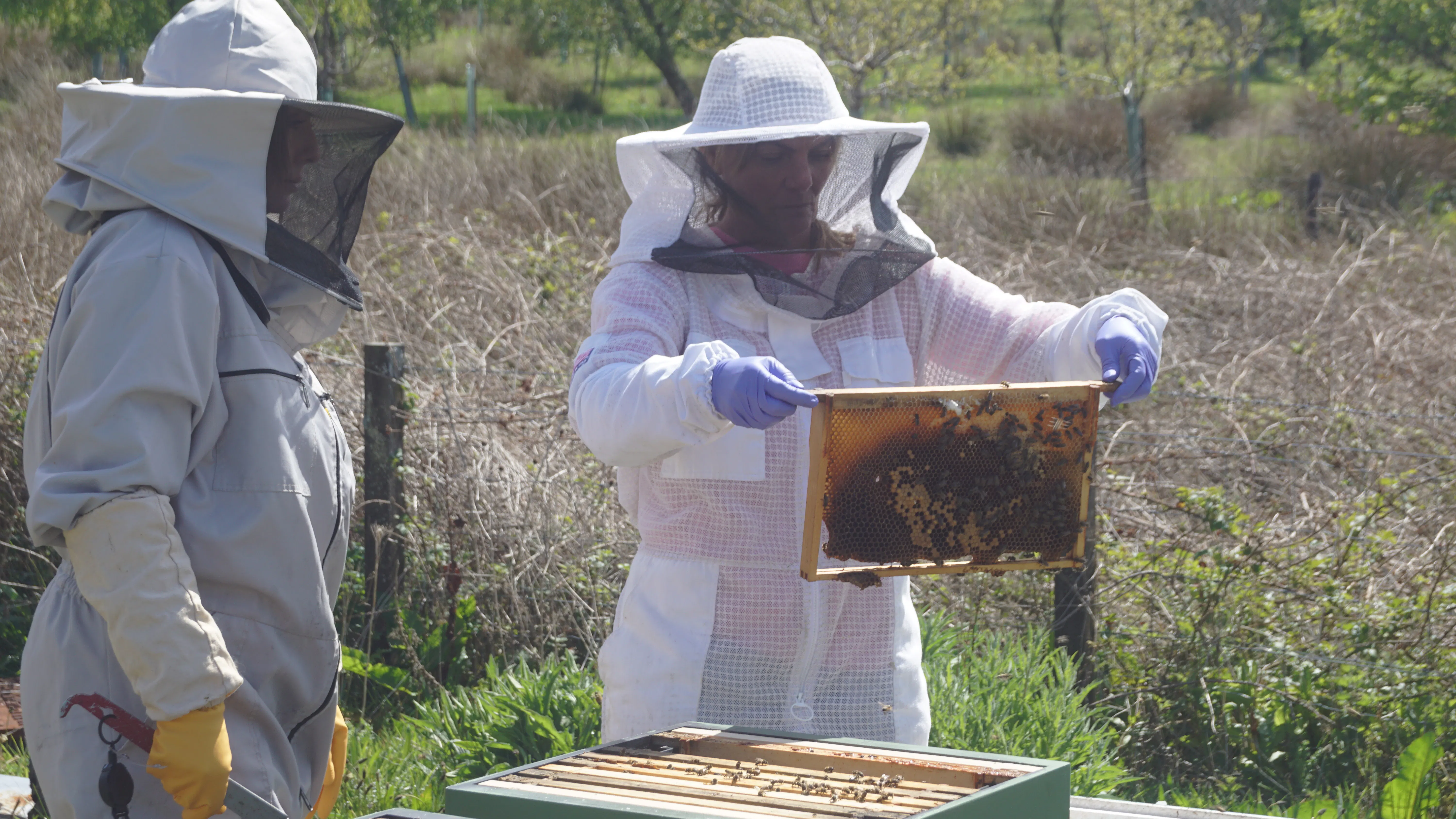 Caring Bees World Bee Day at Glengoyne | Caring for our bees with PlanBee