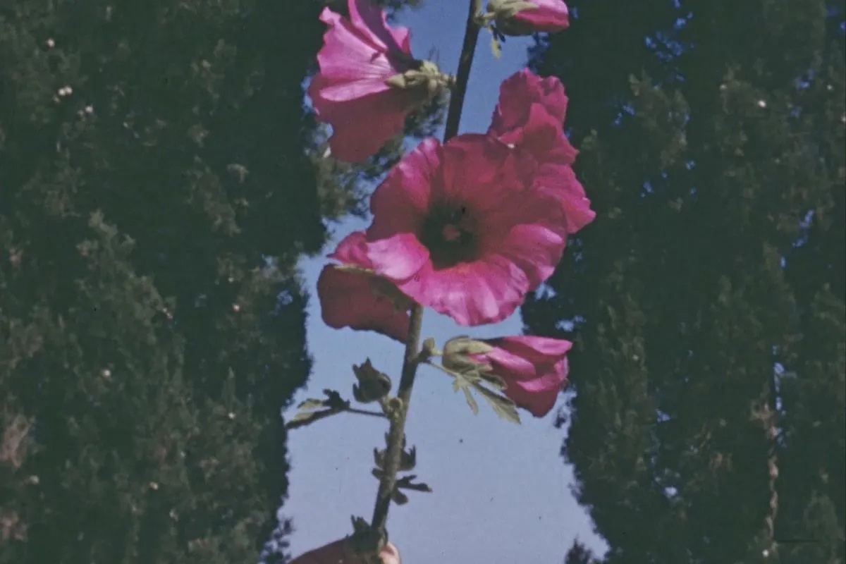 A person's hand holding up a stem of large flowers.