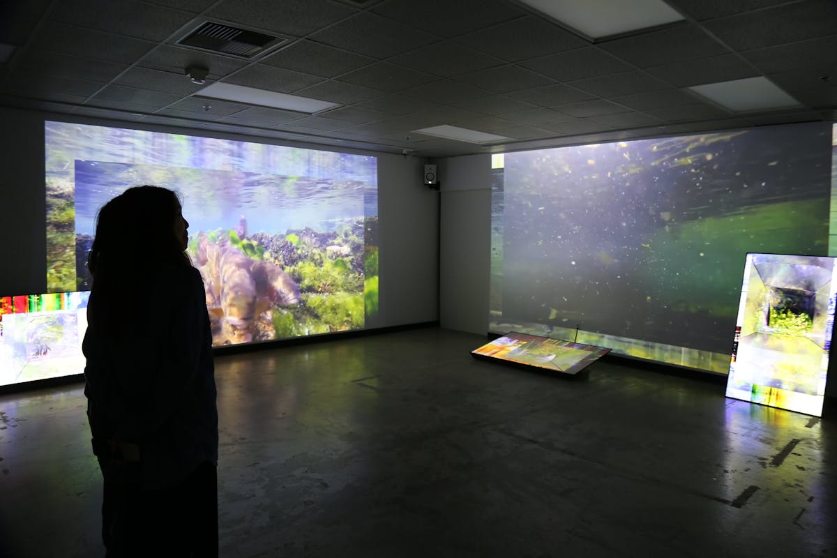 A viewer in a small gallery is surrounded by immersive video footage of a river and the life forms in it.