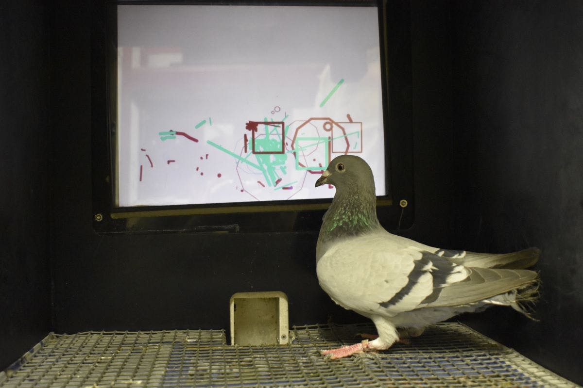 pigeon painting on screen