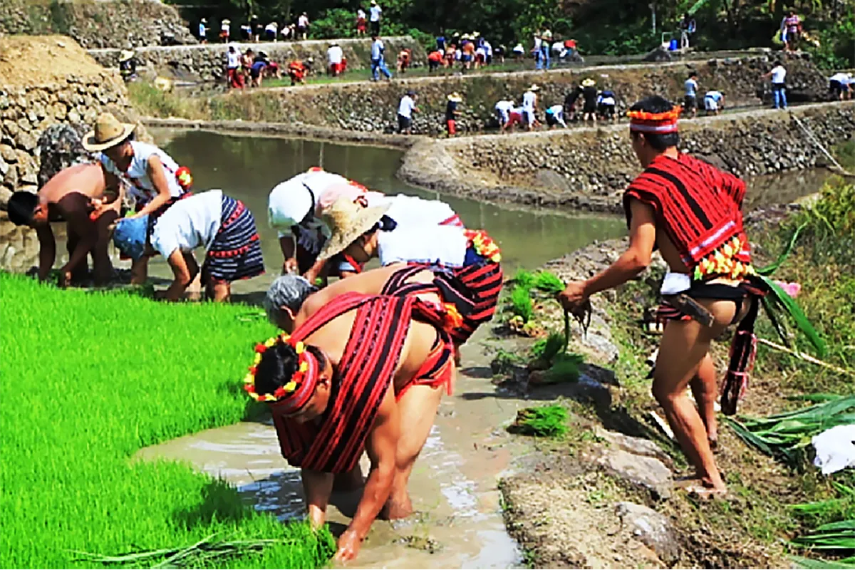 Visayan Rice Planting Ritual GO ARTS UCLA