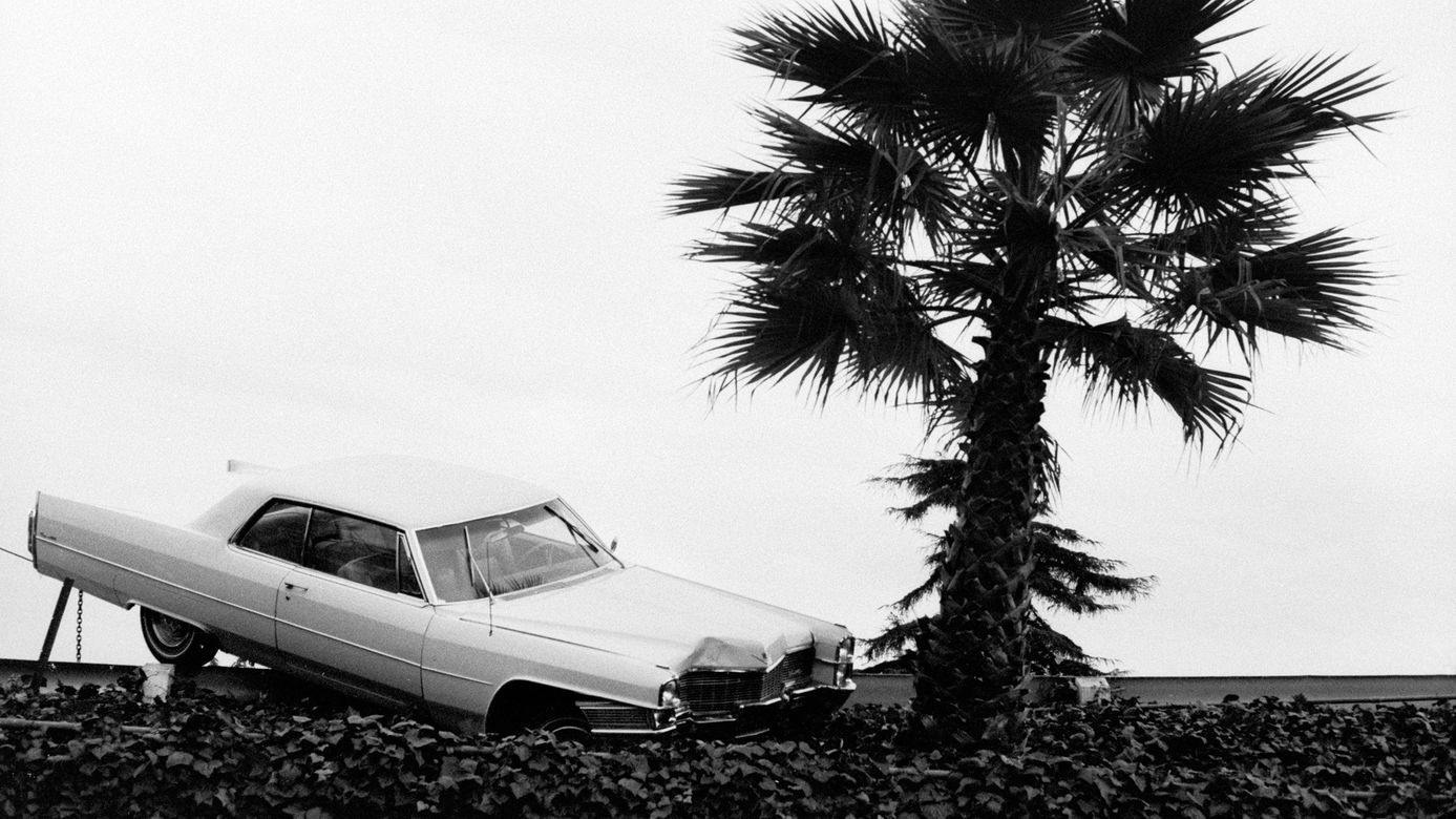 black and white photograph of a vintage car crashed near a palm tree