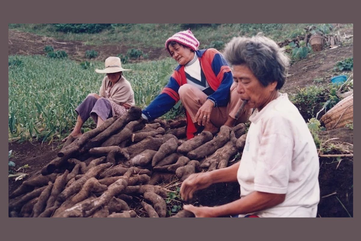 people harvest a crop of root vegetables