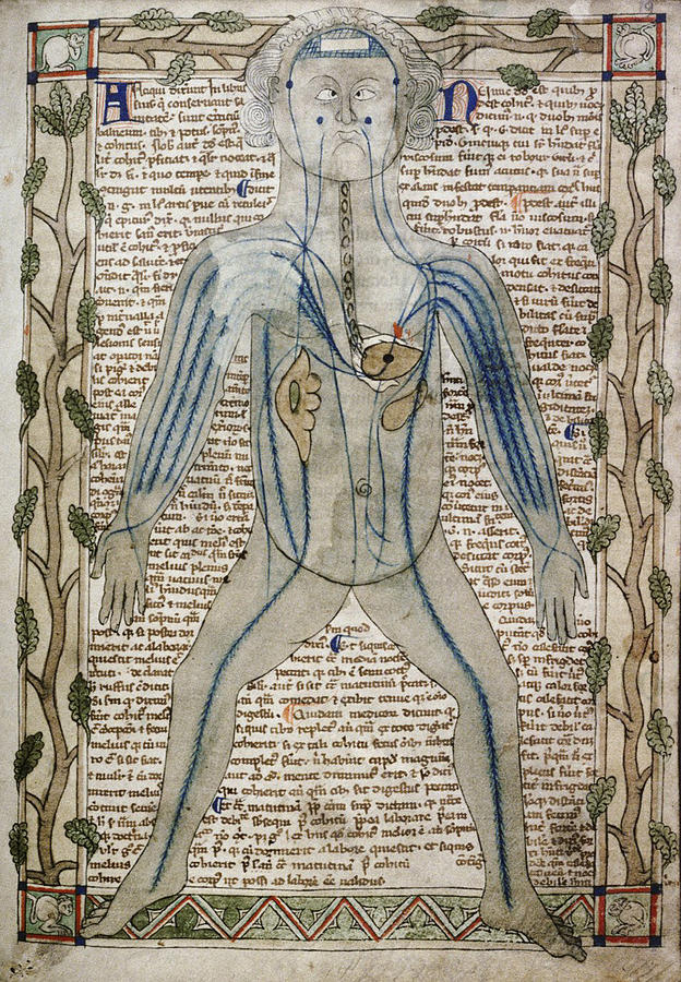manuscript page with figure illustration of standing person showing organs including the heart