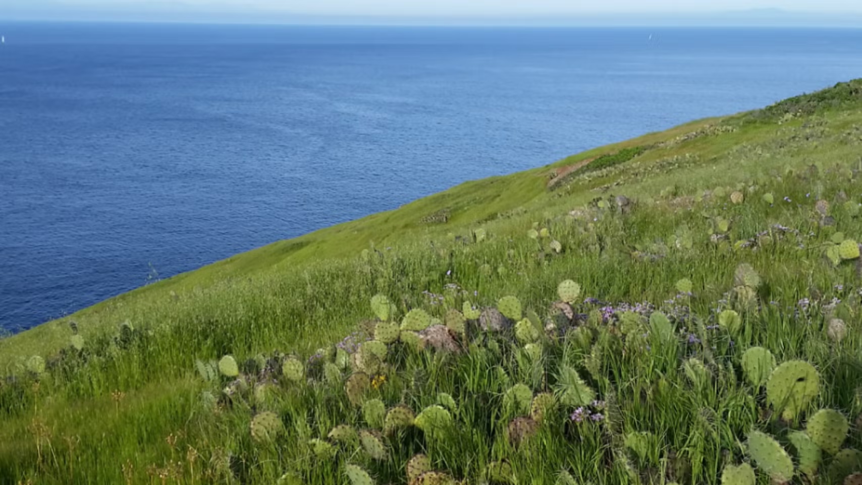 Landscape photograph of a field with cactus near the ocean