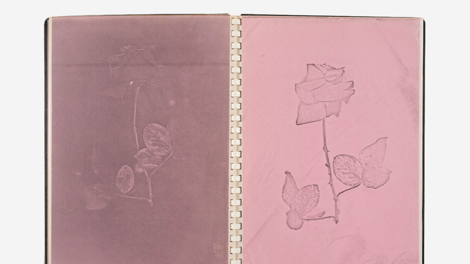 Image of a pink paper with a pressed flower
