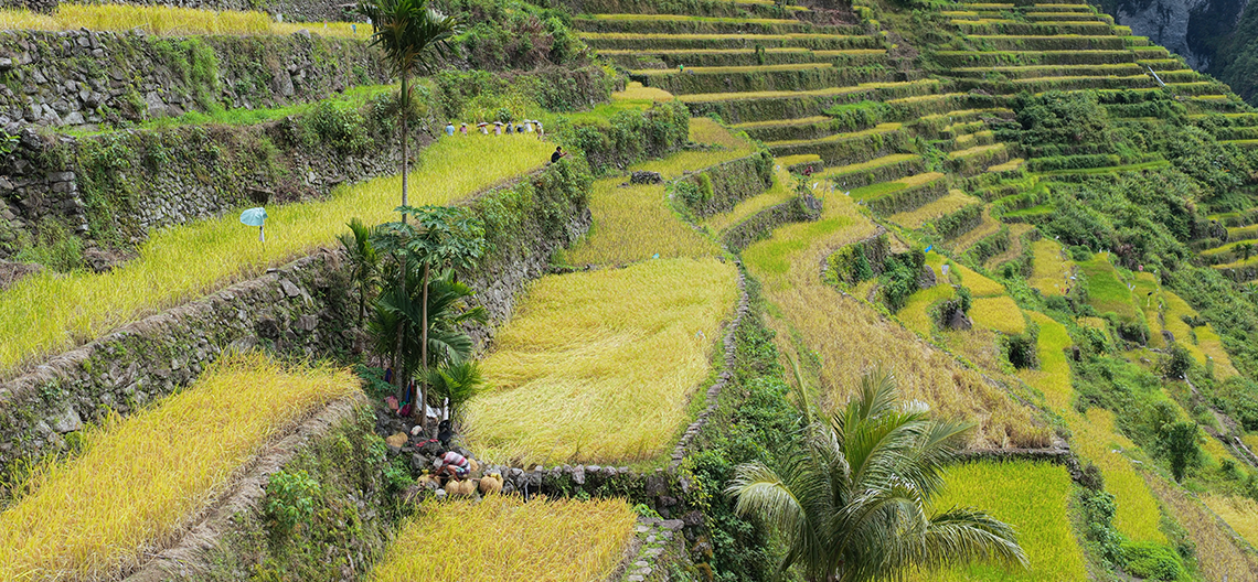 Image of a lush landscape of rice terraces