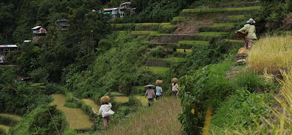 People working in rice terraces