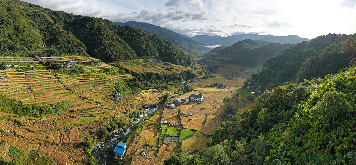 Verdant landscape of rice terraces