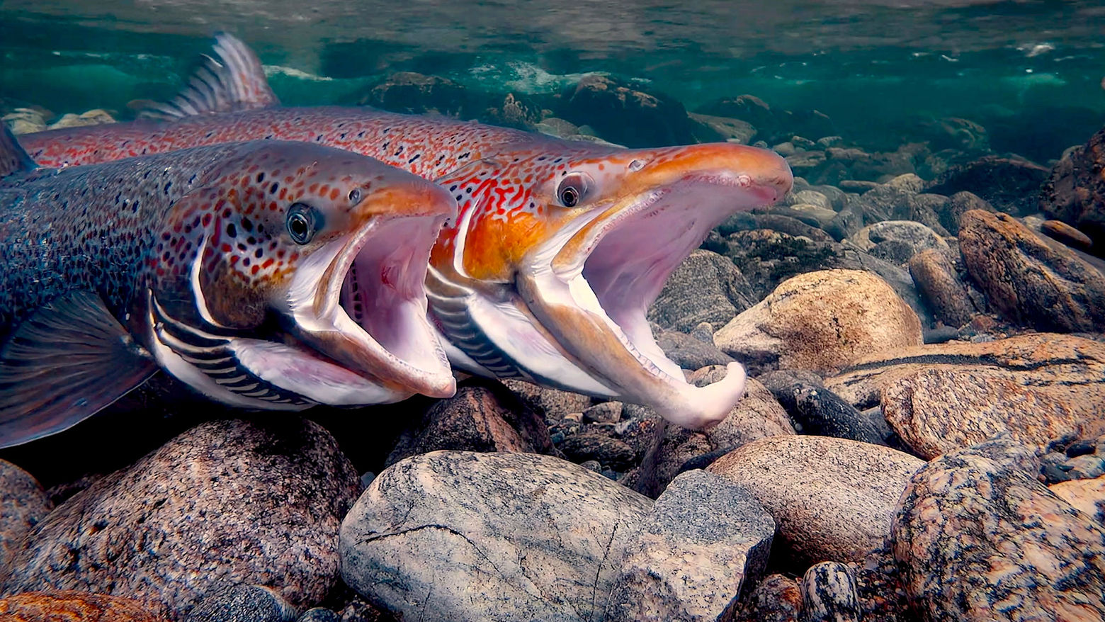 underwater perspective of two fish with mouths wide open