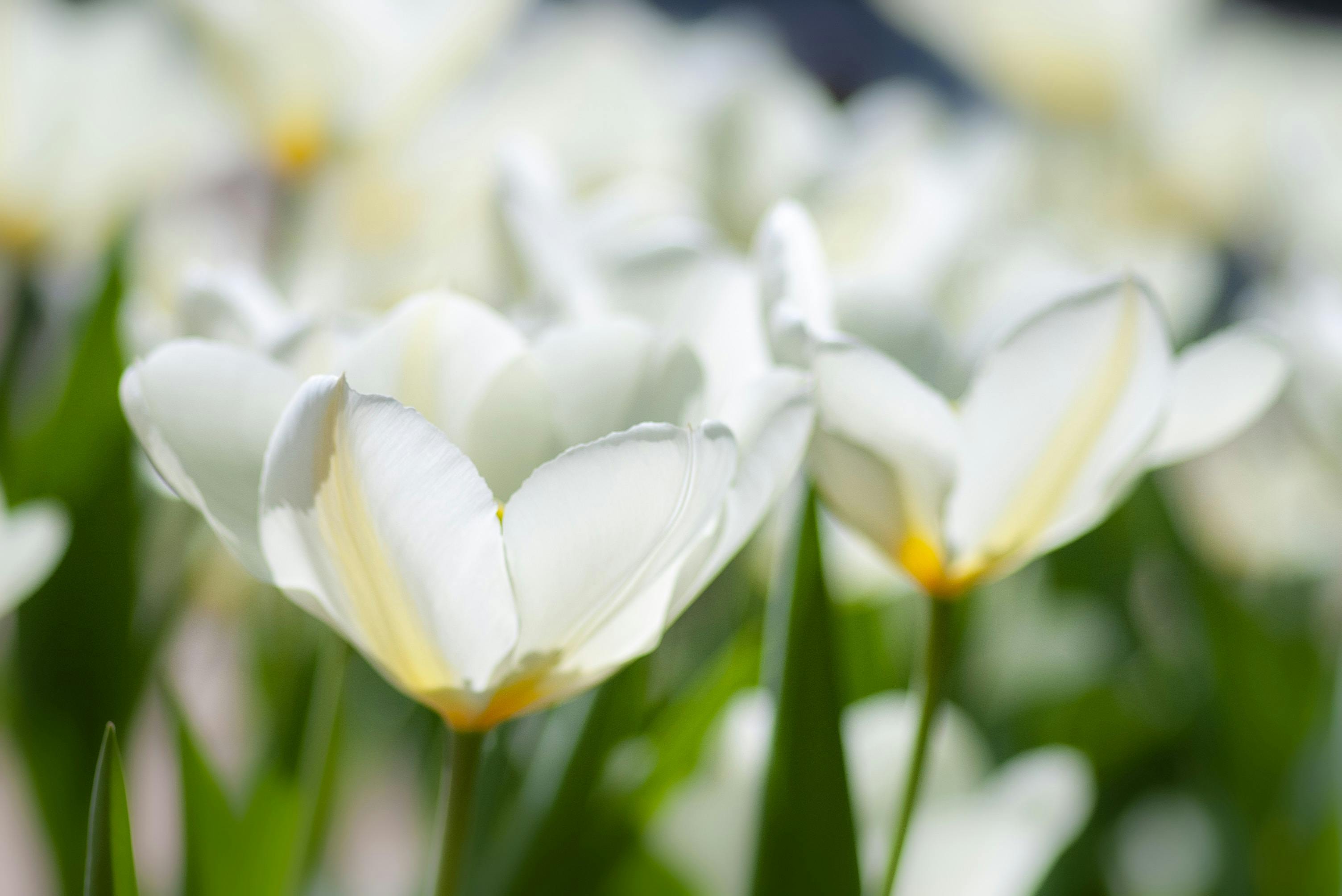 Case Study: Aged Care Learning Solutions