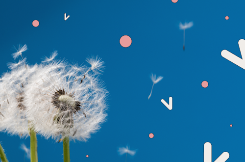 Image of two dandelions on vibrant blue background