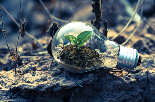 Flower sprouting inside a lightbulb, symbolising a growth mindset