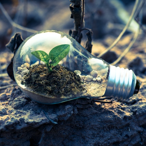 Flower sprouting inside a lightbulb, symbolising a growth mindset