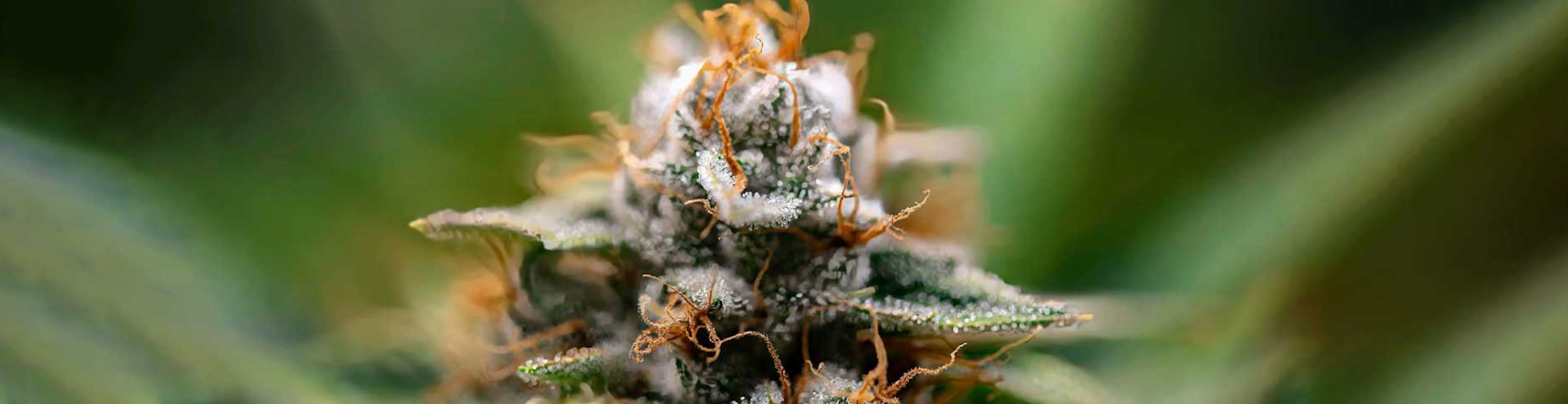 What is the Most Popular Kind of Cannabis