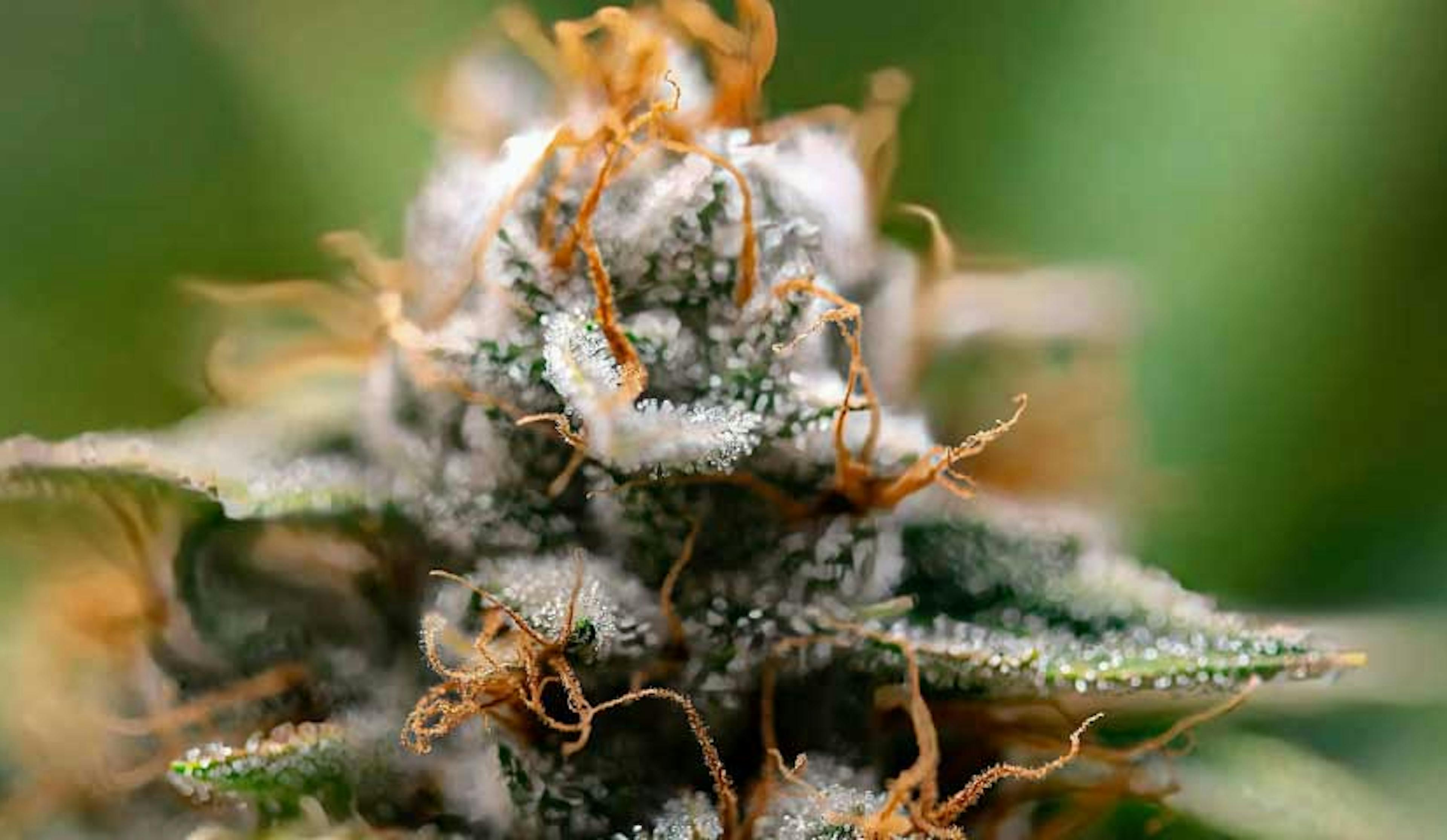 What is the Most Popular Kind of Cannabis