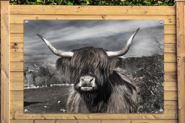 Tuinposter Schotse Hooglander Zwart-Wit
