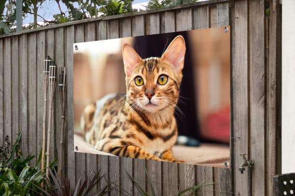 Tuinposter Schutting Kat