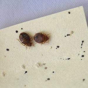 Bed Bugs Appearance | GoHealth