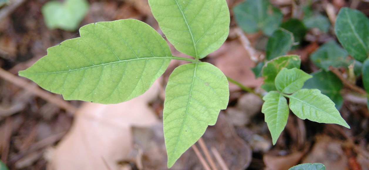 How To Treat Poison Oak, Ivy and Sumac GoHealth Urgent Care