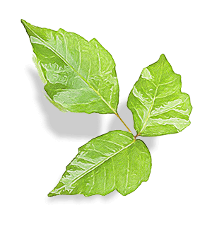 poison ivy leaf