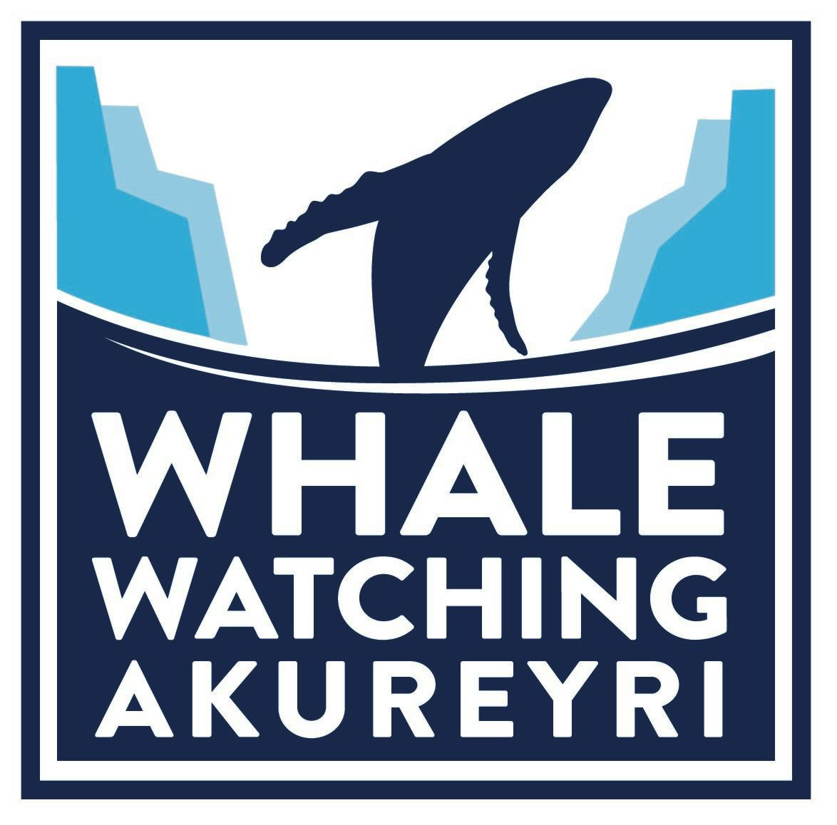 Whale watching in Akureyri, North Iceland