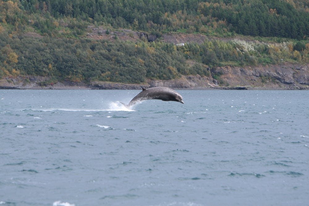 Whale watching in Akureyri, North Iceland