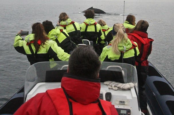 Whalewatching in Ísafjörður, Iceland