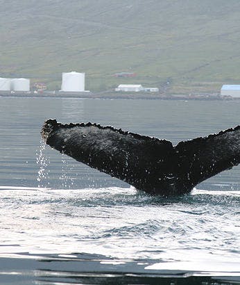 Whale watching in Neskaupsstaður