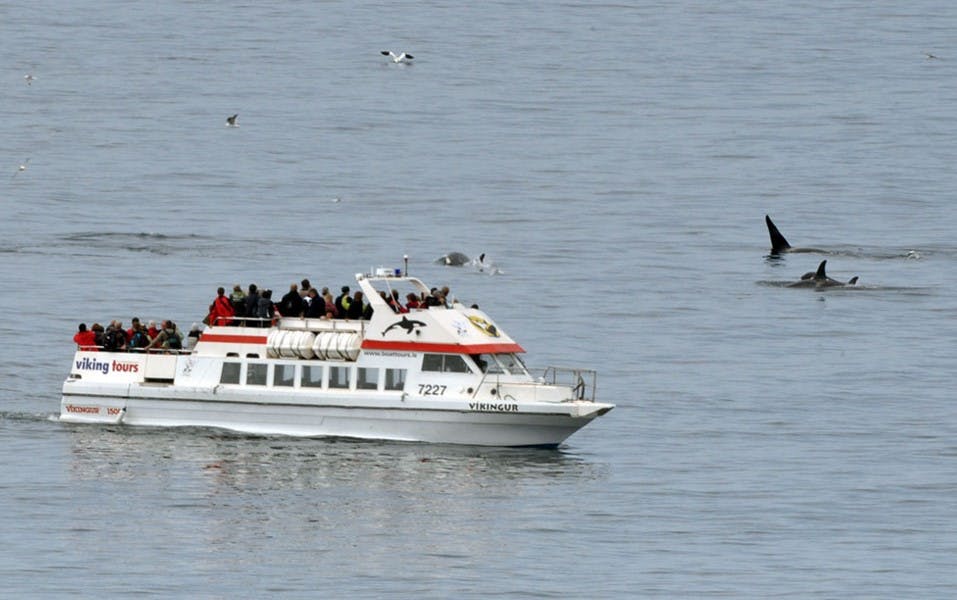 Whale watching in South Iceland