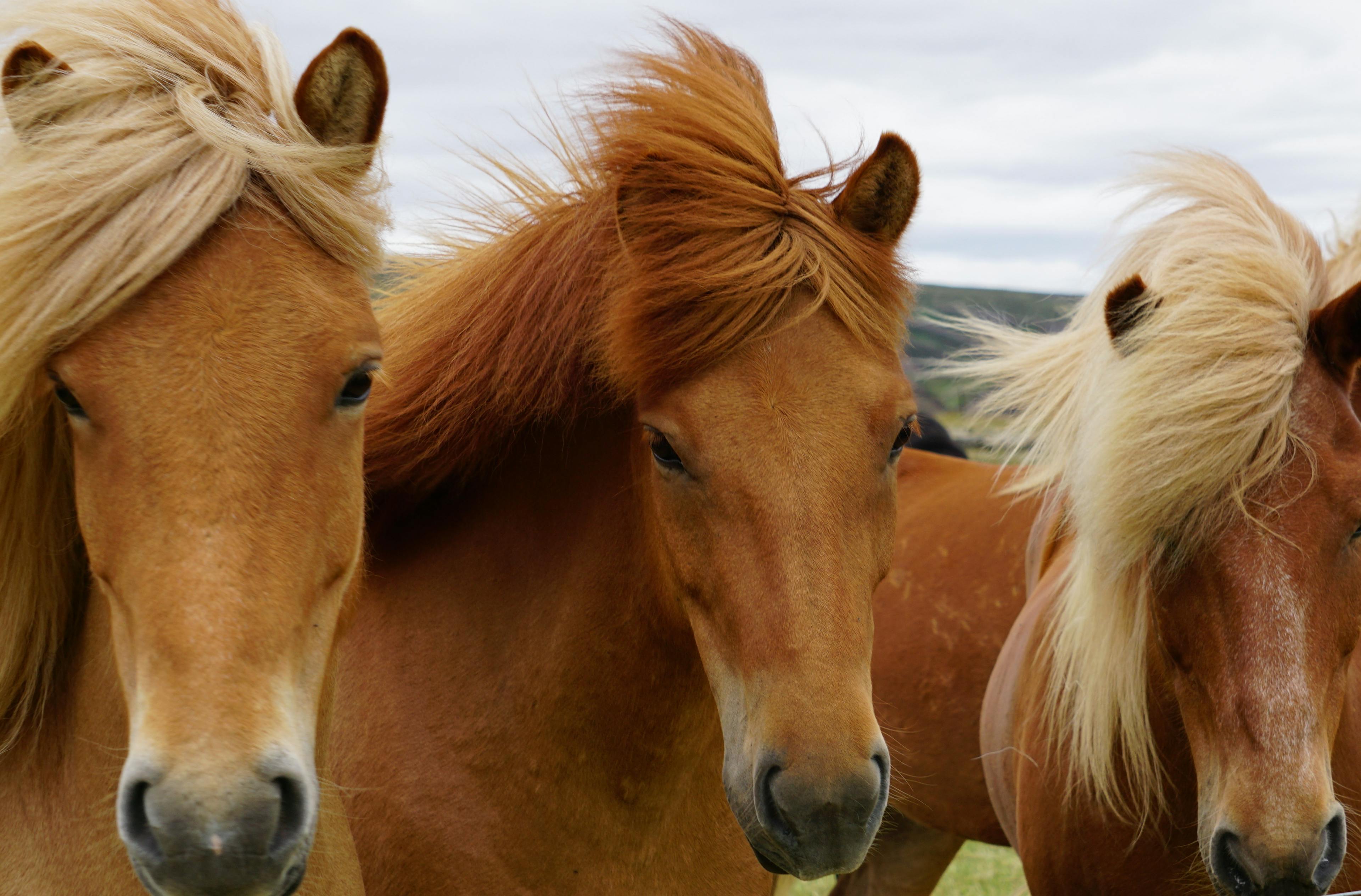 Fishing and riding Equipment Disinfection for Iceland