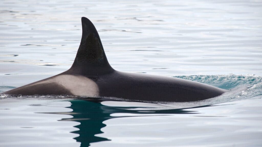 An orca whale seen from the camping site, Grundarfjörður, on the Snaefellsnes Peninsula.