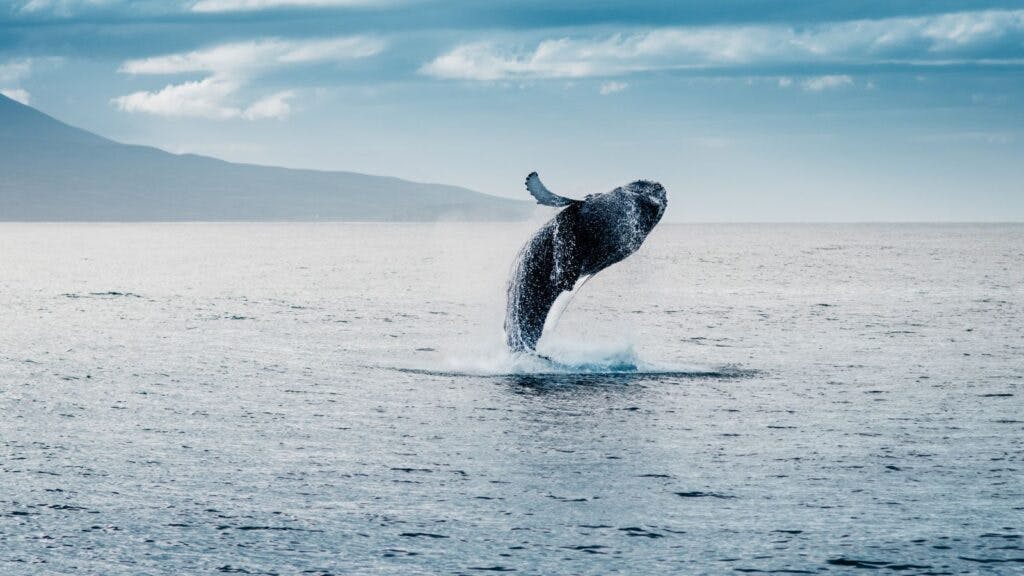 A humpback whale jumping above water on a whale-watching tour in Iceland.