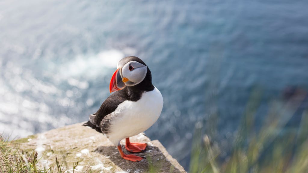 Puffin standing on a cliff on a sunny day in Iceland.