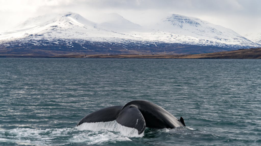 Humpback whale fin out of the water near Akureyri.