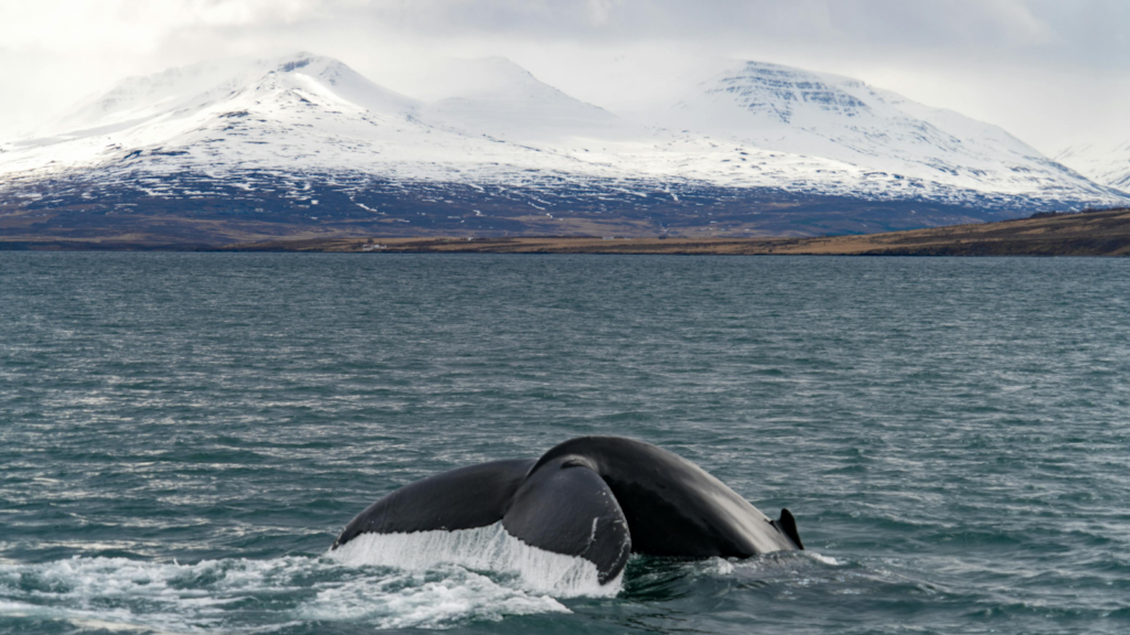 Humpback whale fin out of the water near Akureyri.