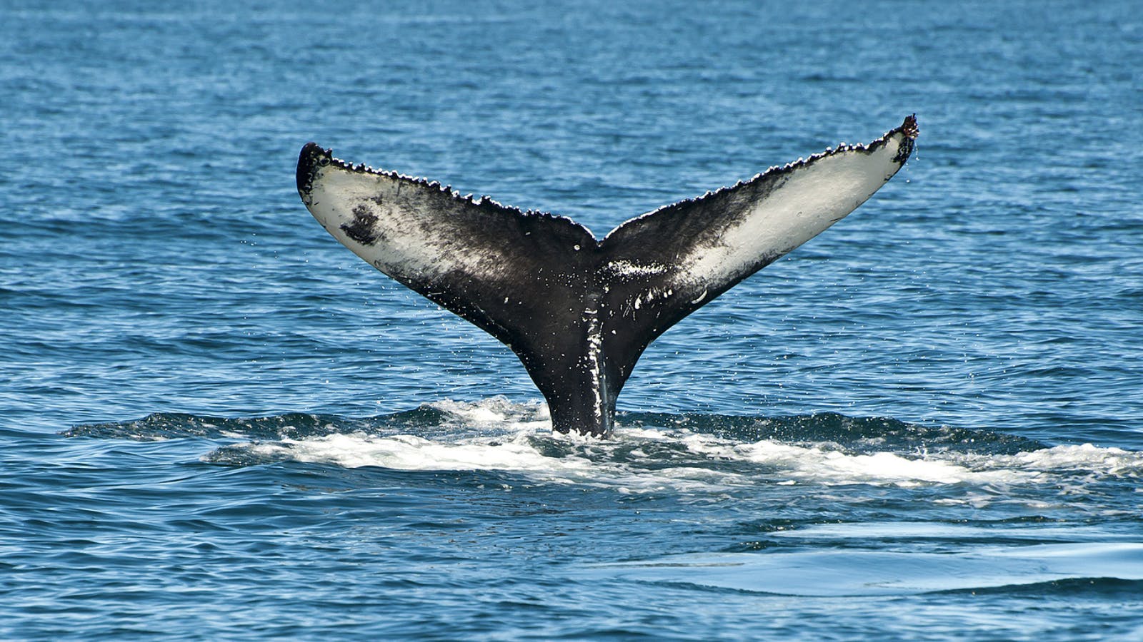 Whale with its tail out of the water in Húsavík.