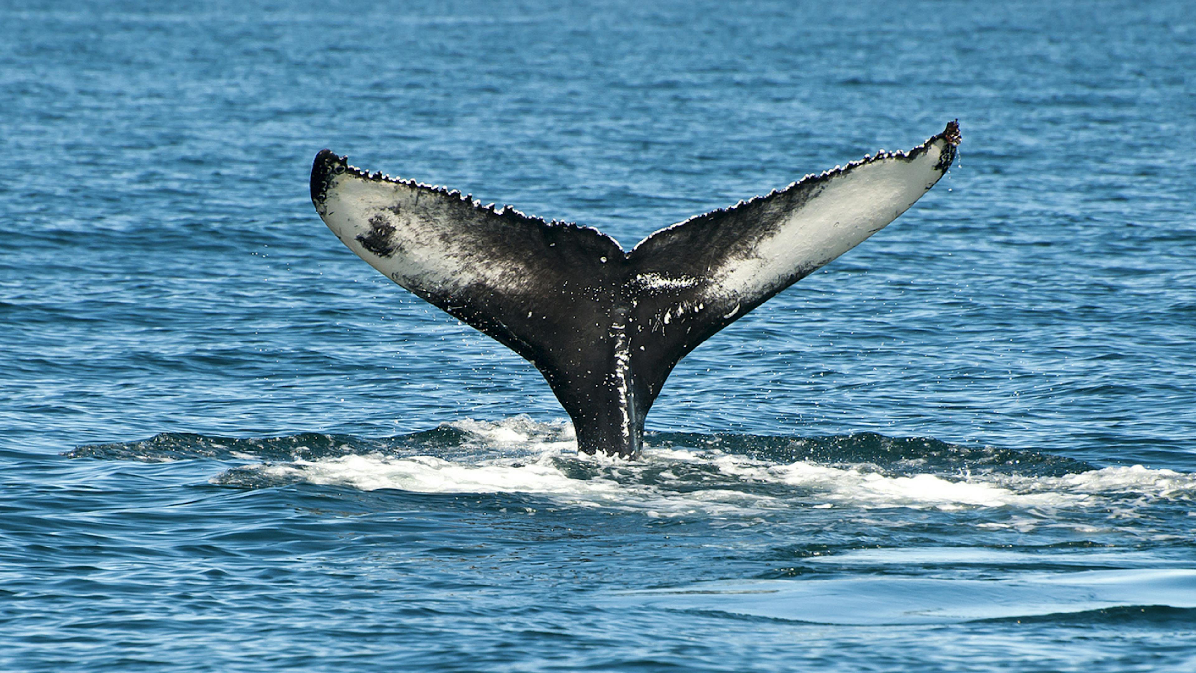 Whale with its tail out of the water in Húsavík.