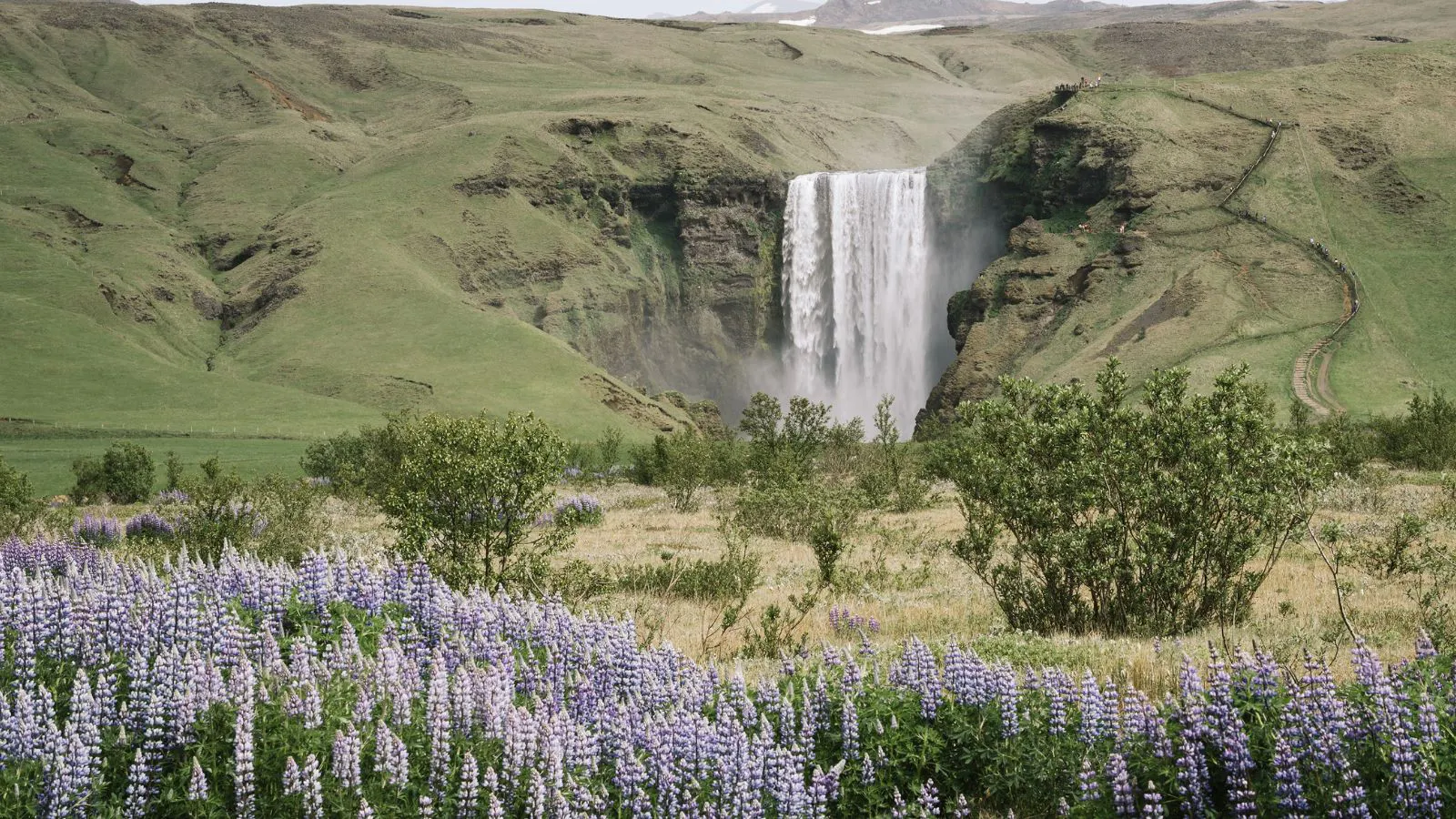 Lupins in Iceland with Skógafoss waterfall in the background.