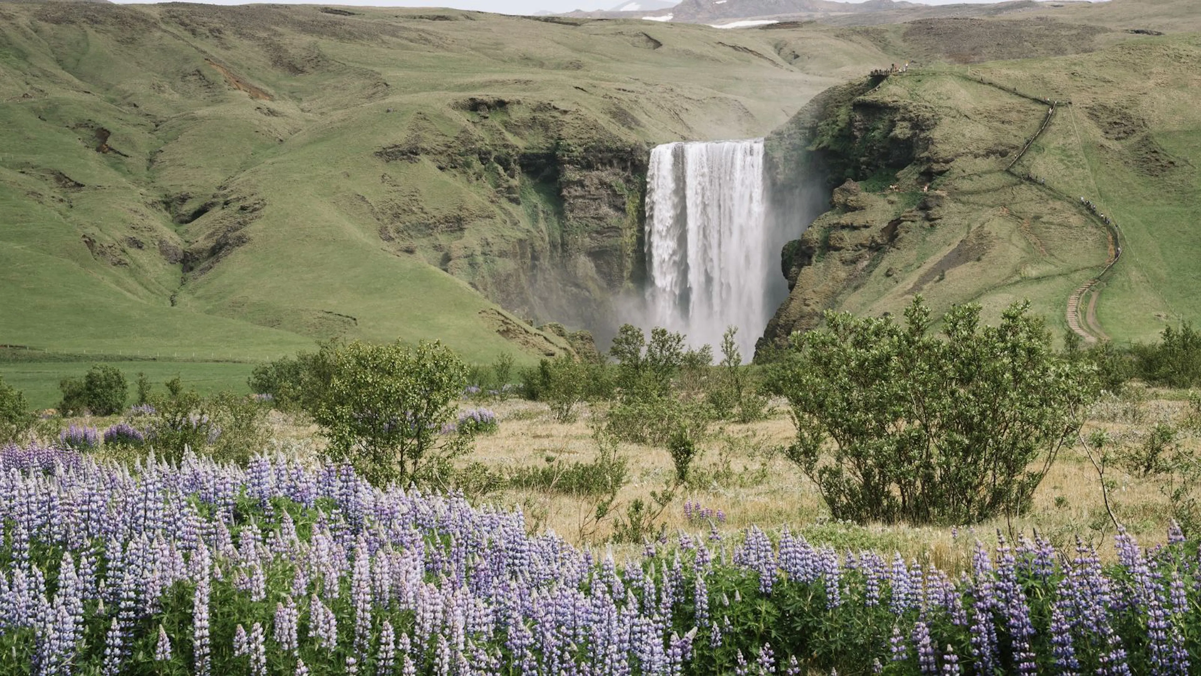 Lupins in Iceland with Skógafoss waterfall in the background.