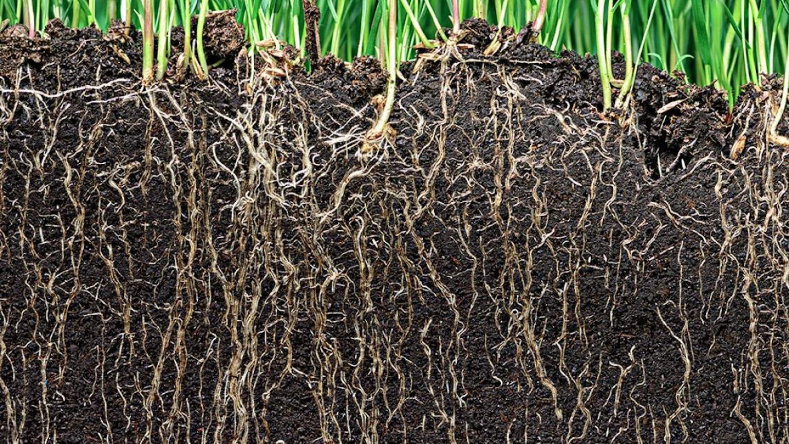 Image of soil