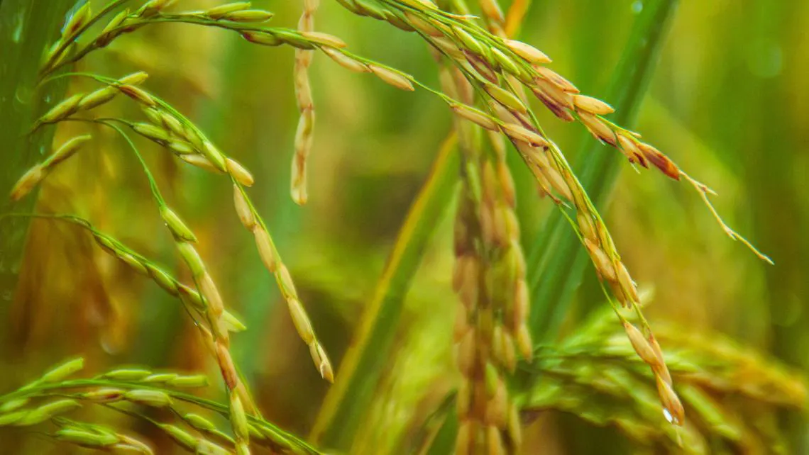 Unlocking the potential of Rice Carbon Markets | Gold Standard | GS