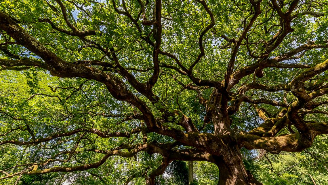 Adaptation Framework updated