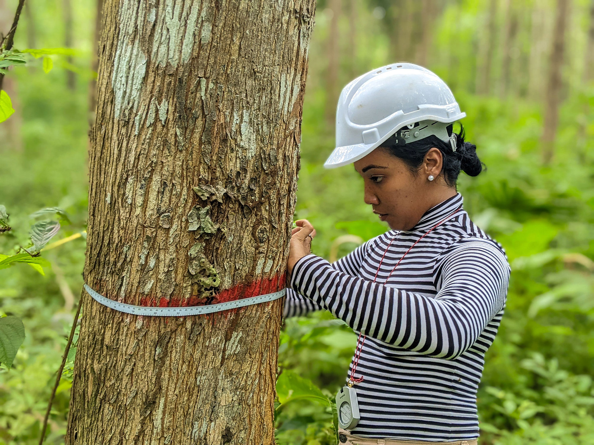 Tree-measurement-A-fieldworker-measures-a-tree-trunk-during-forest-monitoring Forliance