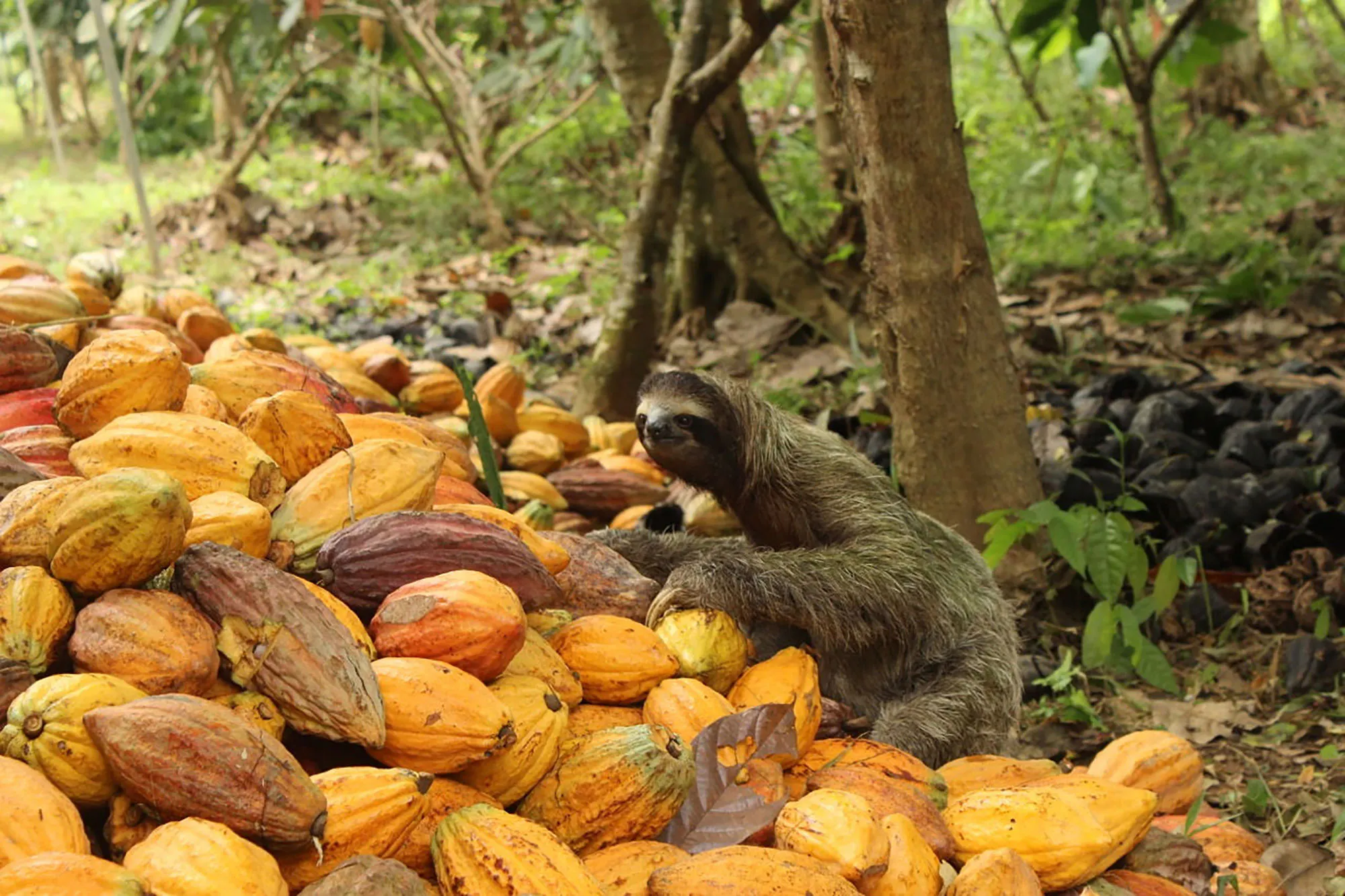 Sloth-and-cocoa-A-sloth-rests-among-harvested-cocoa-pods