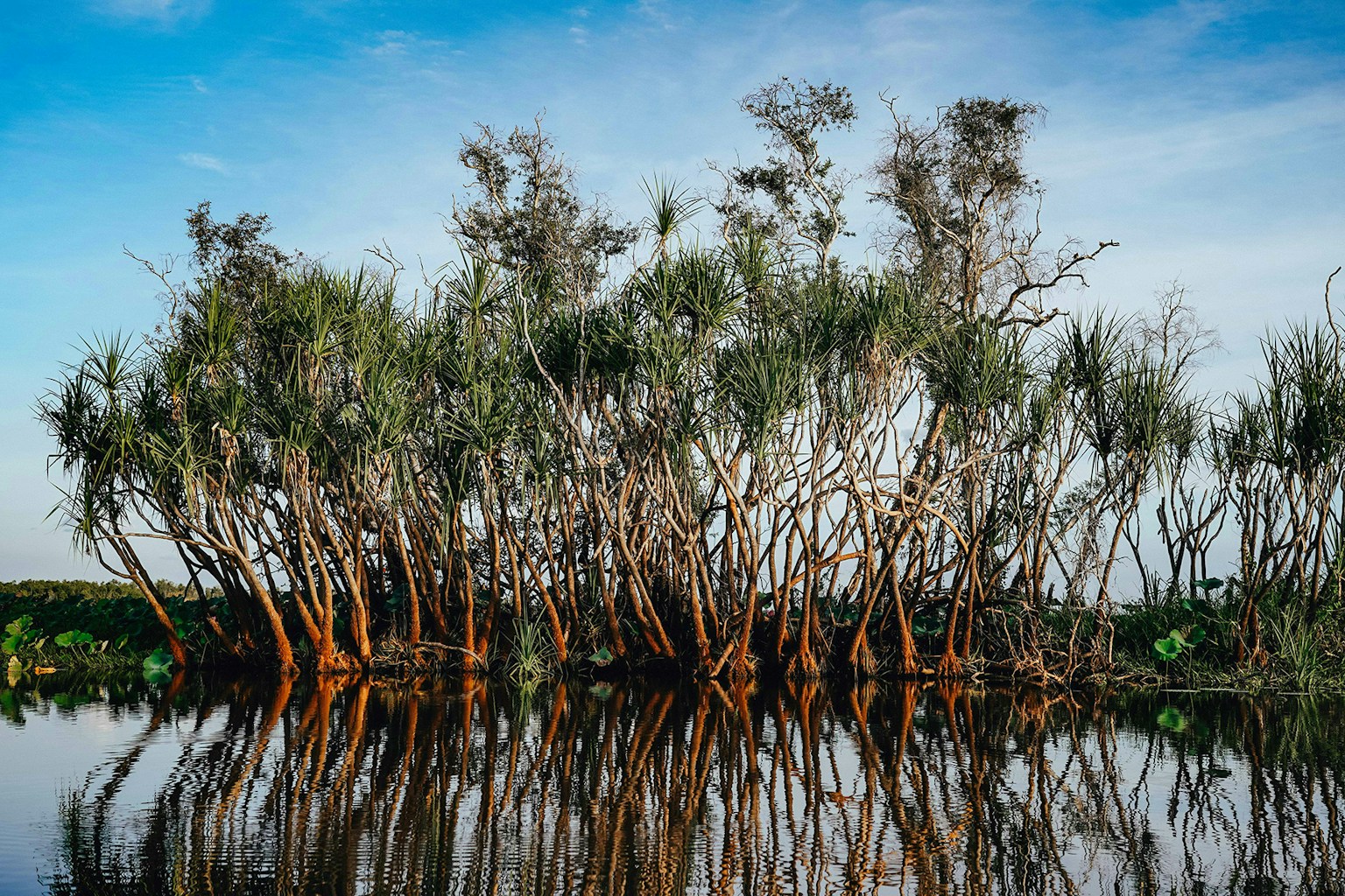 Methodology for Sustainable Management of Mangroves - consultation Cover