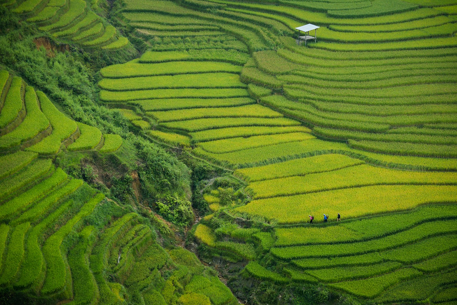 Rice Sustainability Hub Visual Cover 