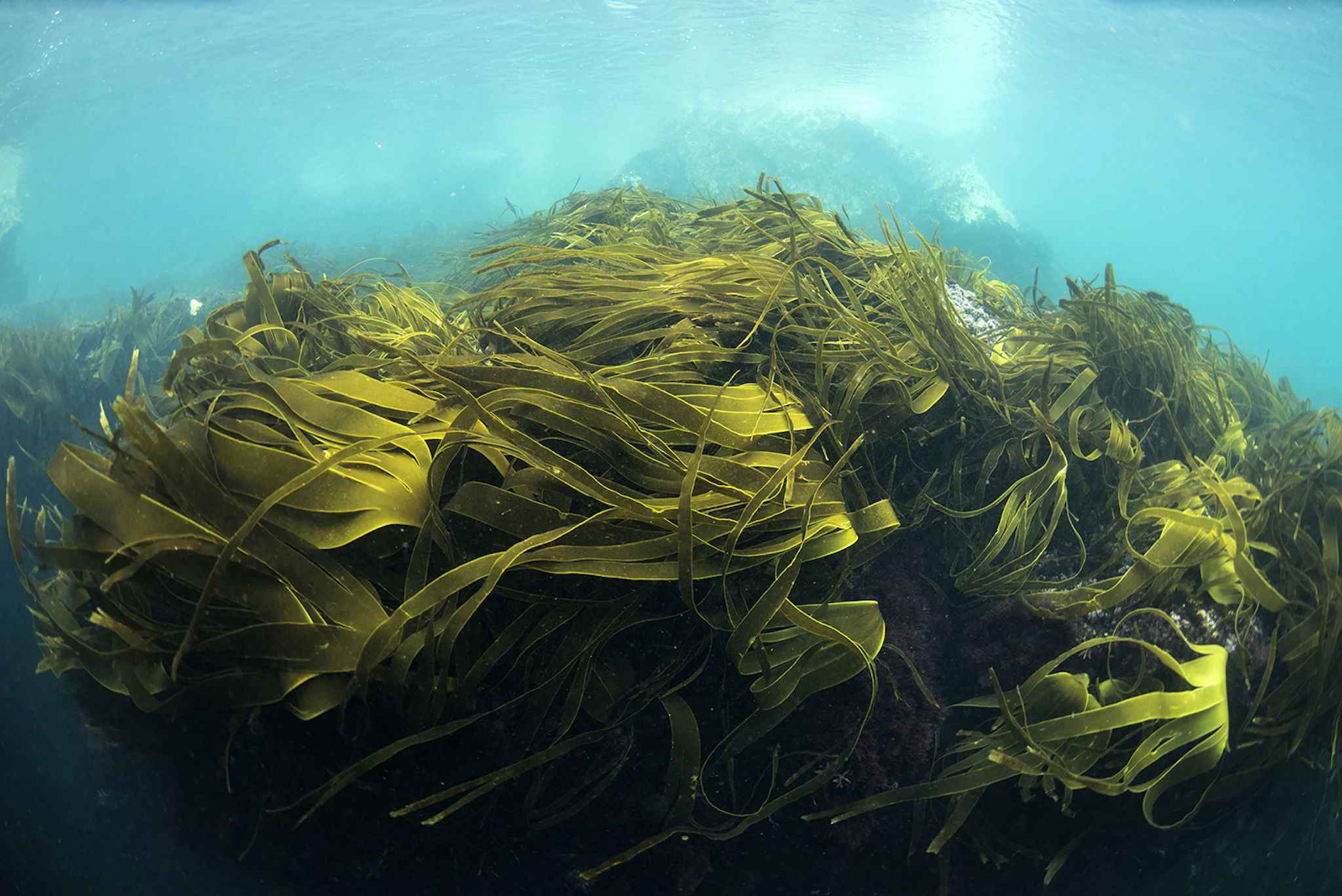 Public Consultation - Blue Carbon Activity Requirements Visual