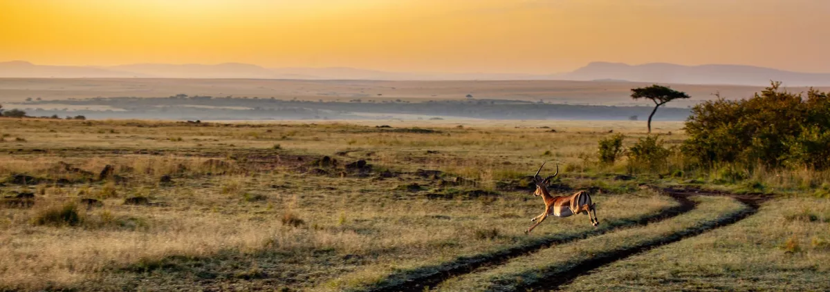 Africa Conservation Forum 2024